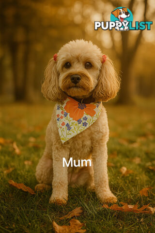 Adorable Toy Poodle x Moodle Puppies for Sale!  4 LEFT