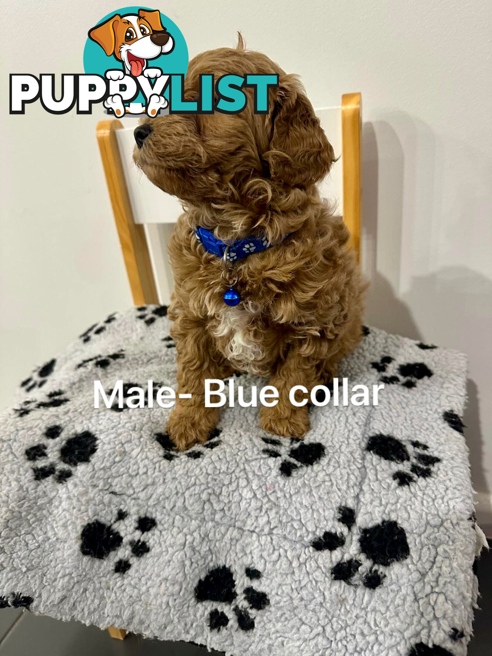 Adorable Toy Poodle x Moodle Puppies for Sale!  4 LEFT