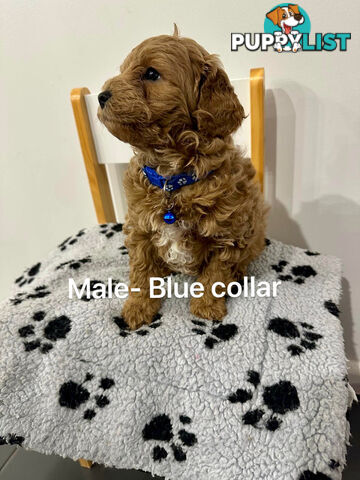 Adorable Toy Poodle x Moodle Puppies for Sale!  4 LEFT