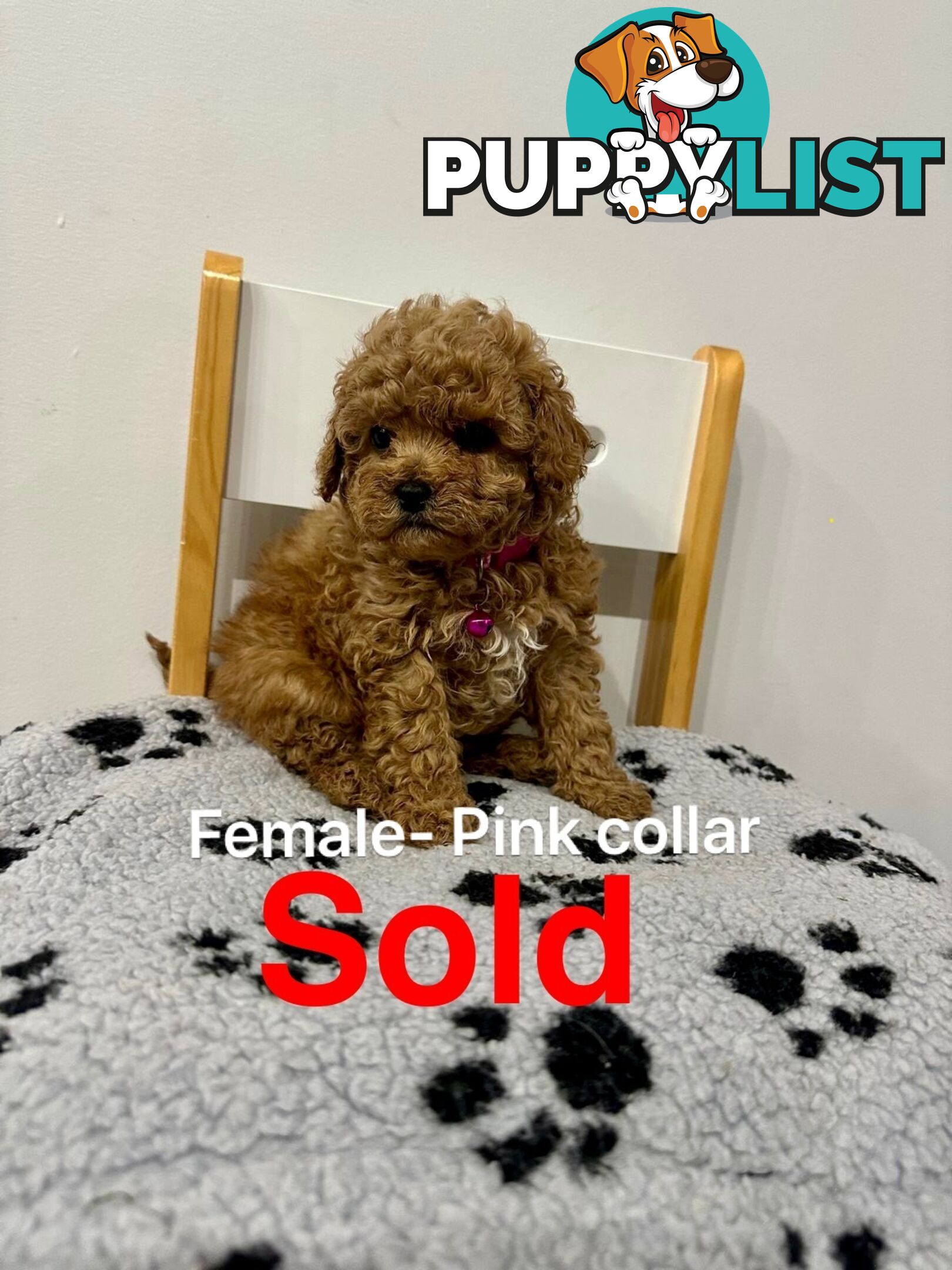 Adorable Toy Poodle x Moodle Puppies for Sale!  4 LEFT