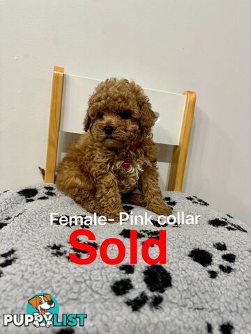 Adorable Toy Poodle x Moodle Puppies for Sale!  4 LEFT