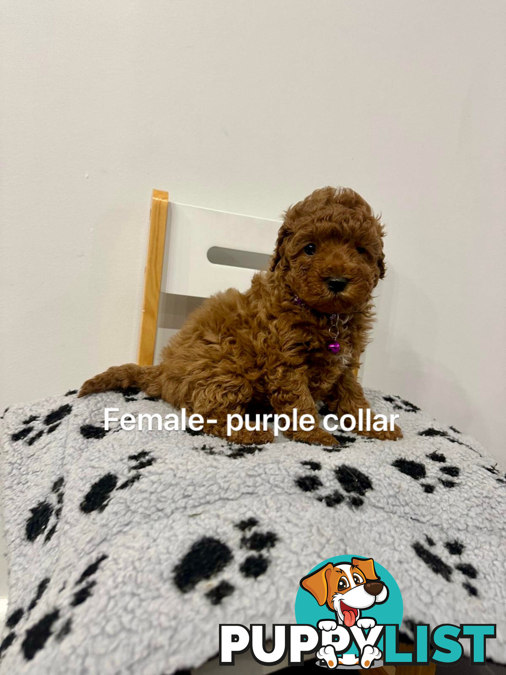 Adorable Toy Poodle x Moodle Puppies for Sale!  4 LEFT