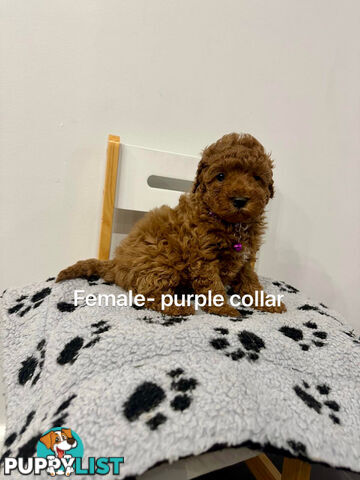 Adorable Toy Poodle x Moodle Puppies for Sale!  4 LEFT