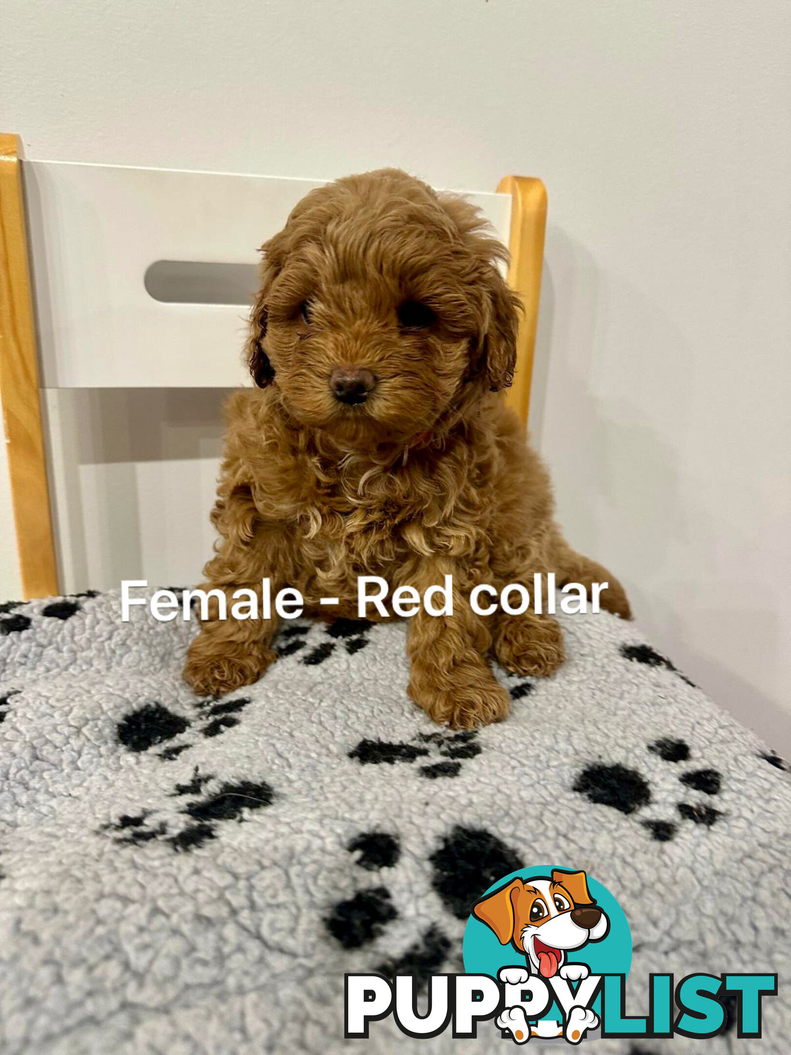Adorable Toy Poodle x Moodle Puppies for Sale!  4 LEFT