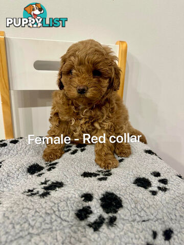 Adorable Toy Poodle x Moodle Puppies for Sale!  4 LEFT