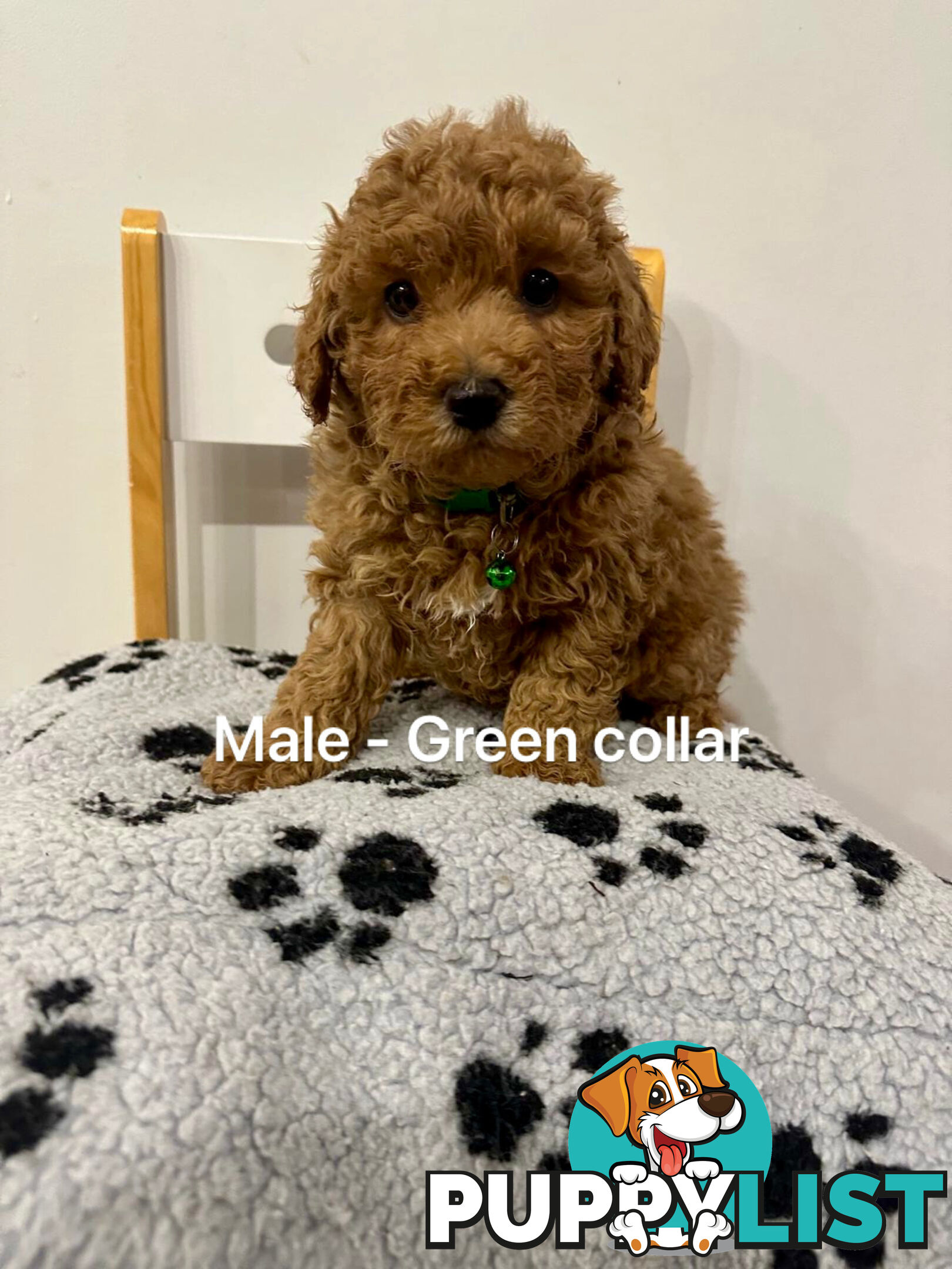 Adorable Toy Poodle x Moodle Puppies for Sale!  4 LEFT