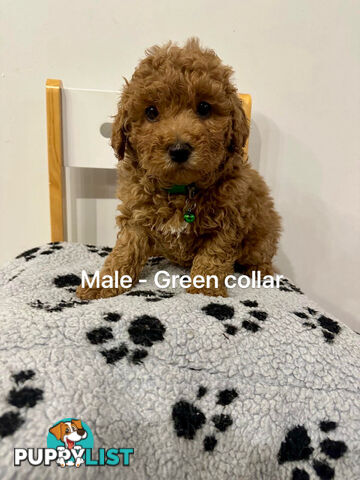 Adorable Toy Poodle x Moodle Puppies for Sale!  4 LEFT