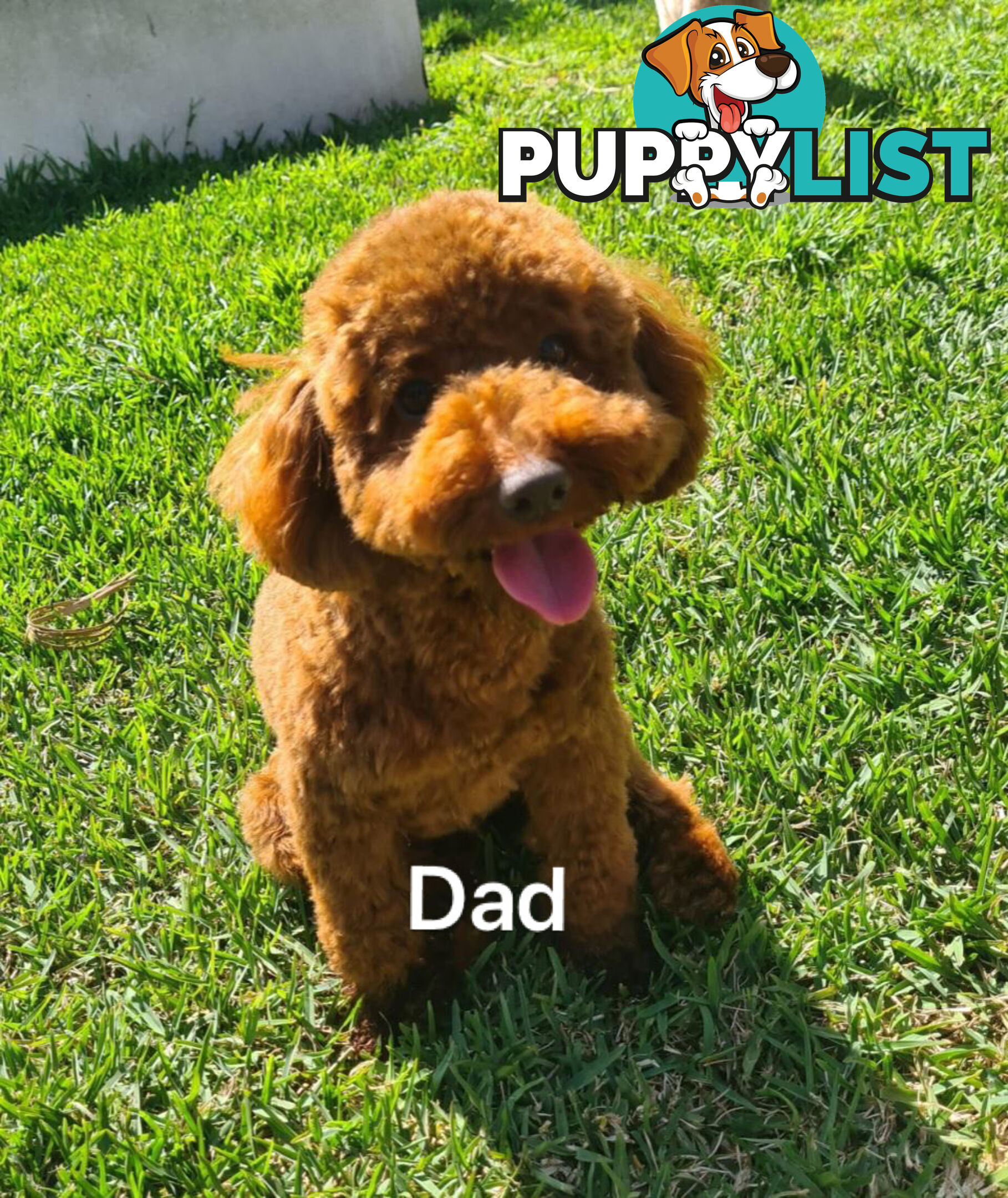 Adorable Toy Poodle x Moodle Puppies for Sale!  4 LEFT