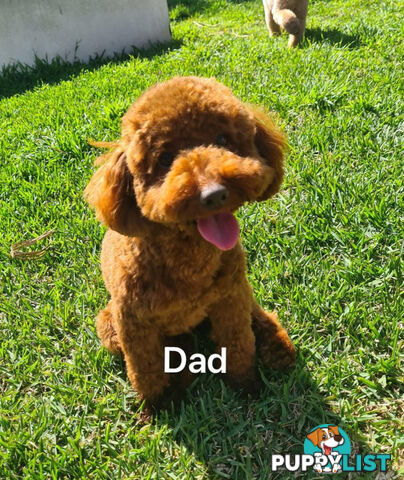 Adorable Toy Poodle x Moodle Puppies for Sale!  4 LEFT