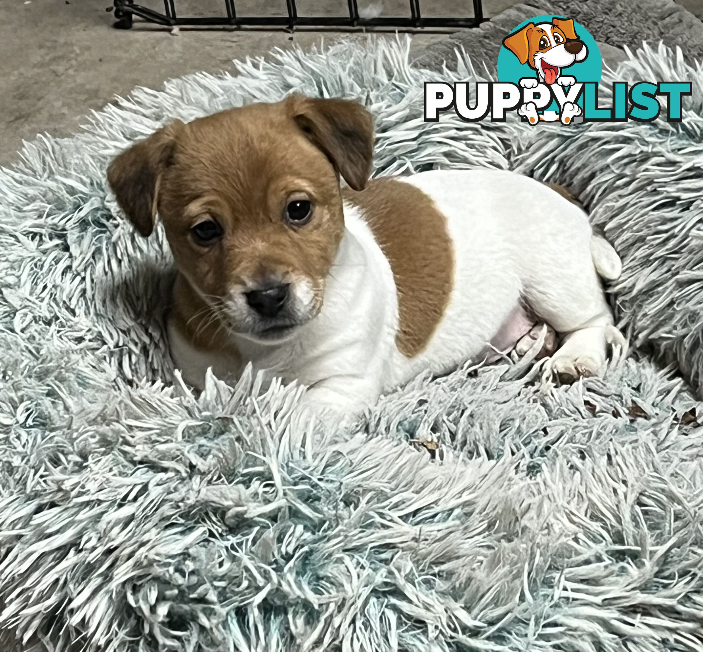 Jack Russell pups
