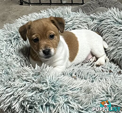 Jack Russell pups