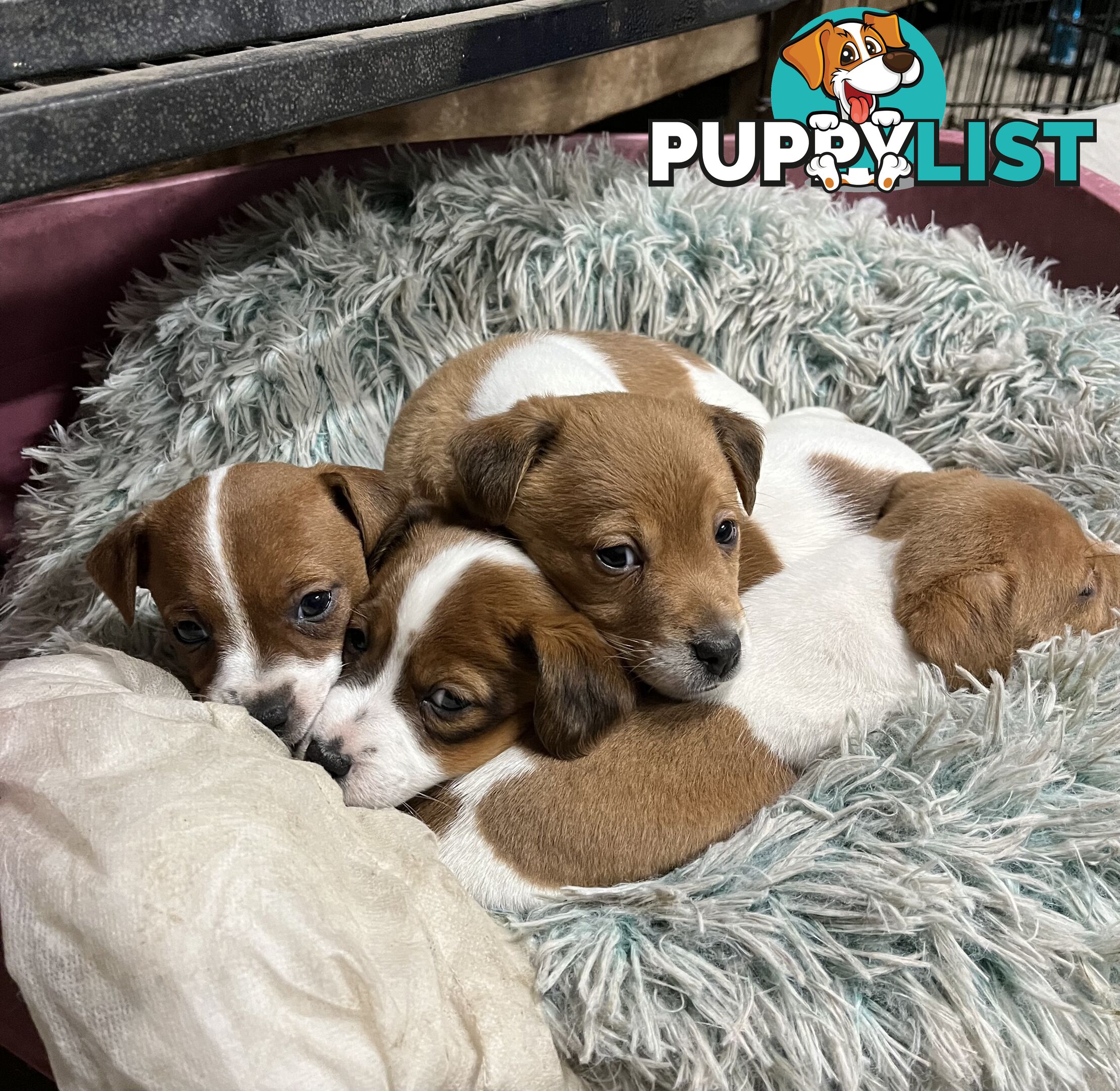 Jack Russell pups