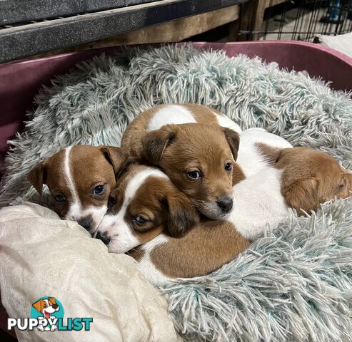 Jack Russell pups