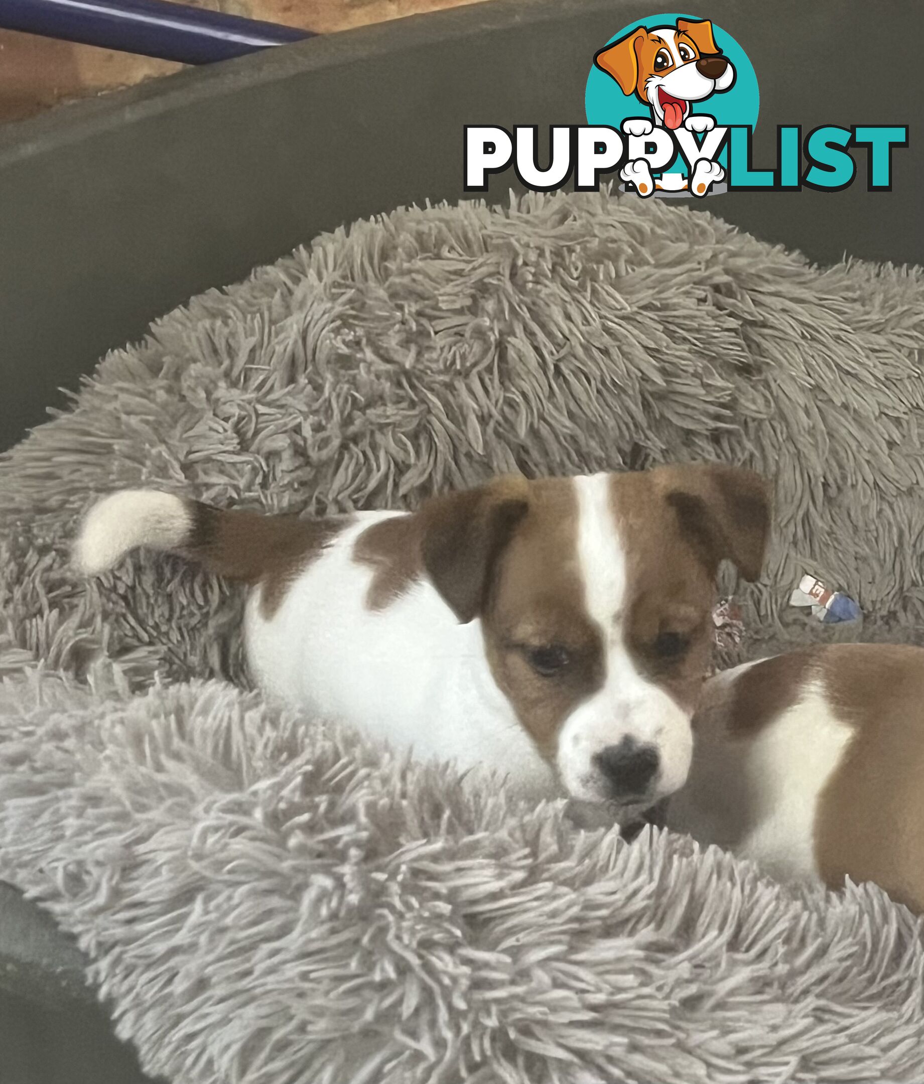 Jack Russell pups