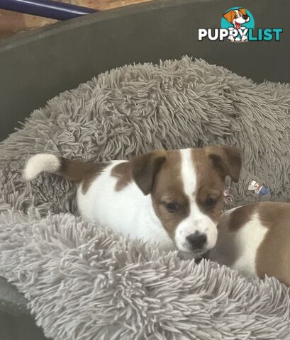 Jack Russell pups