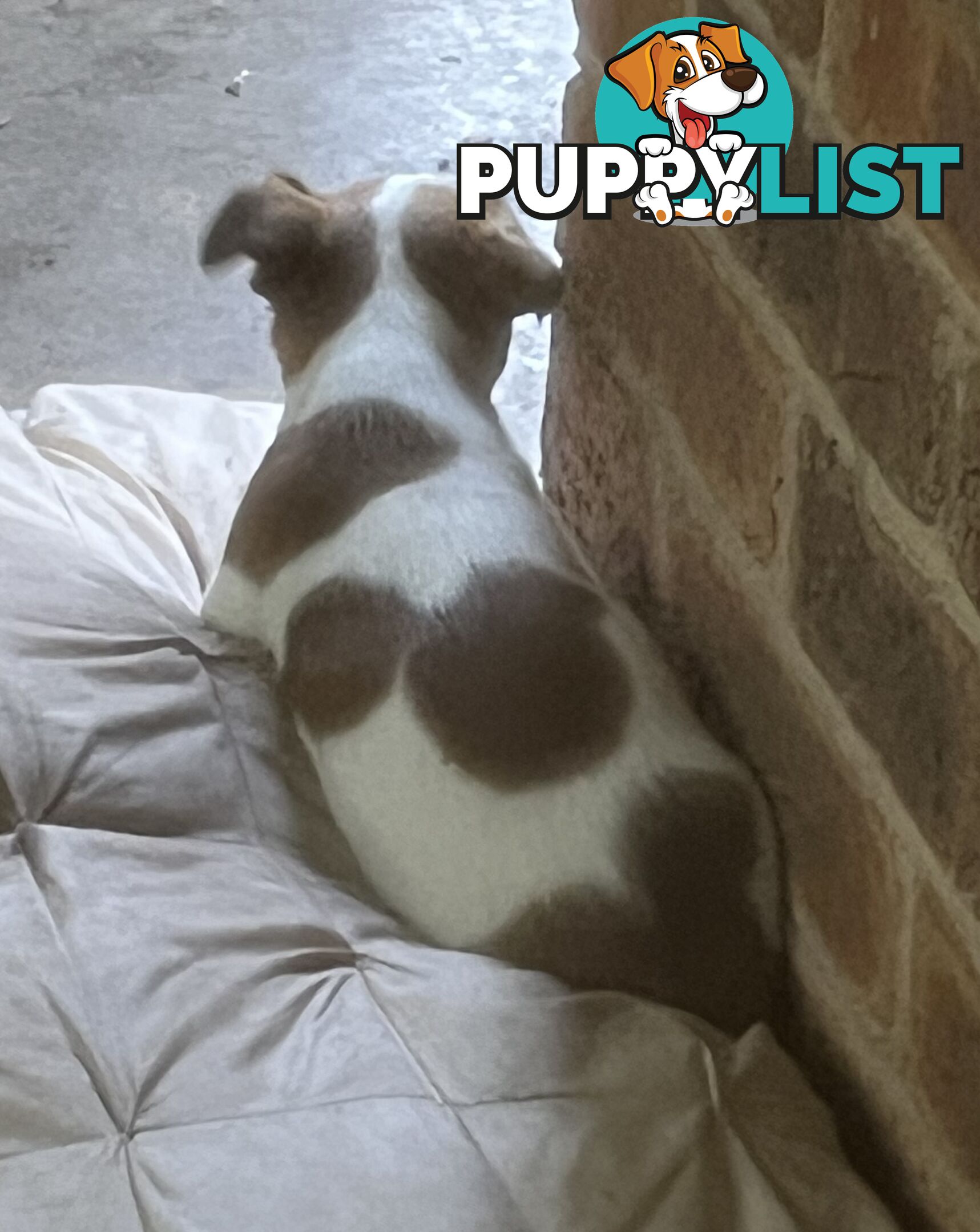 Jack Russell pups