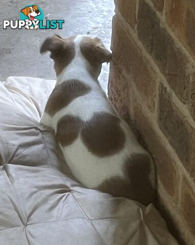 Jack Russell pups