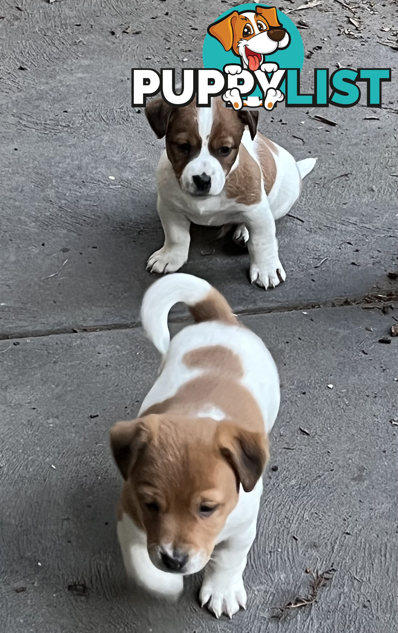 Jack Russell pups