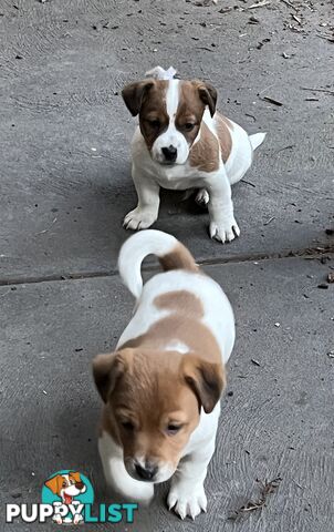 Jack Russell pups
