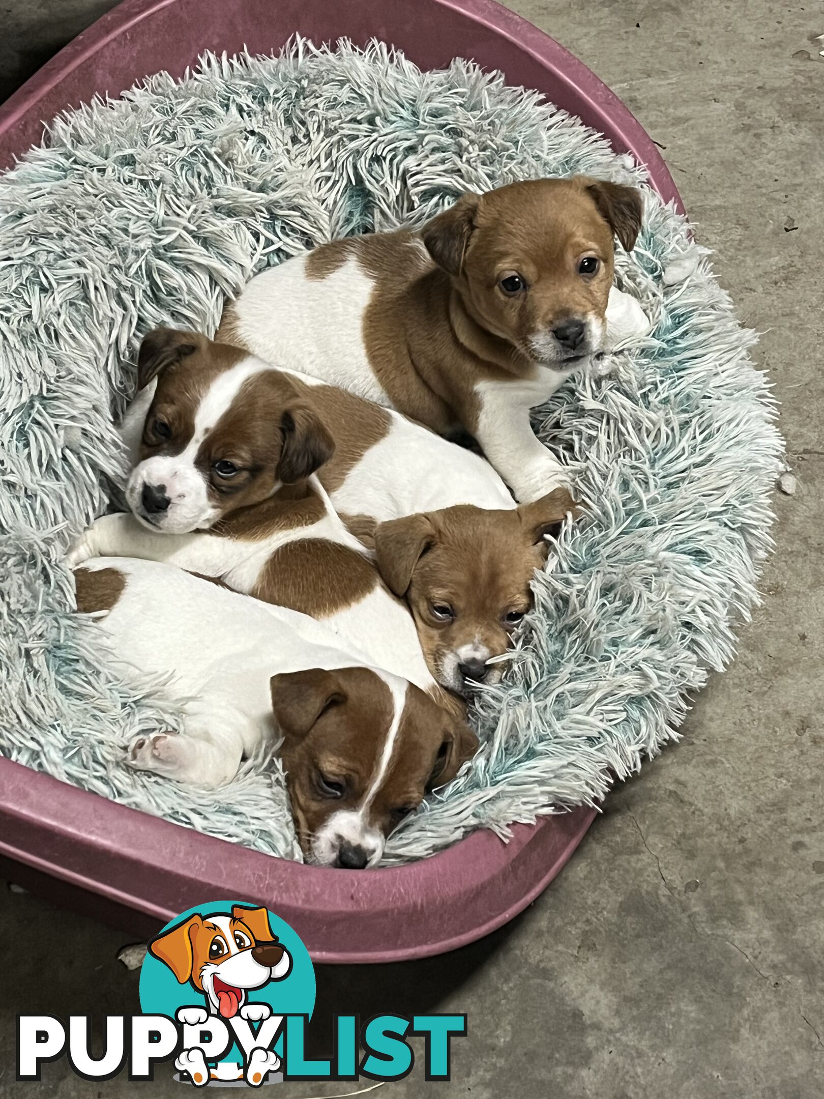 Jack Russell pups