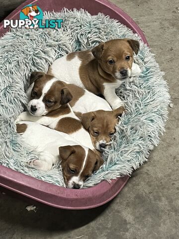 Jack Russell pups