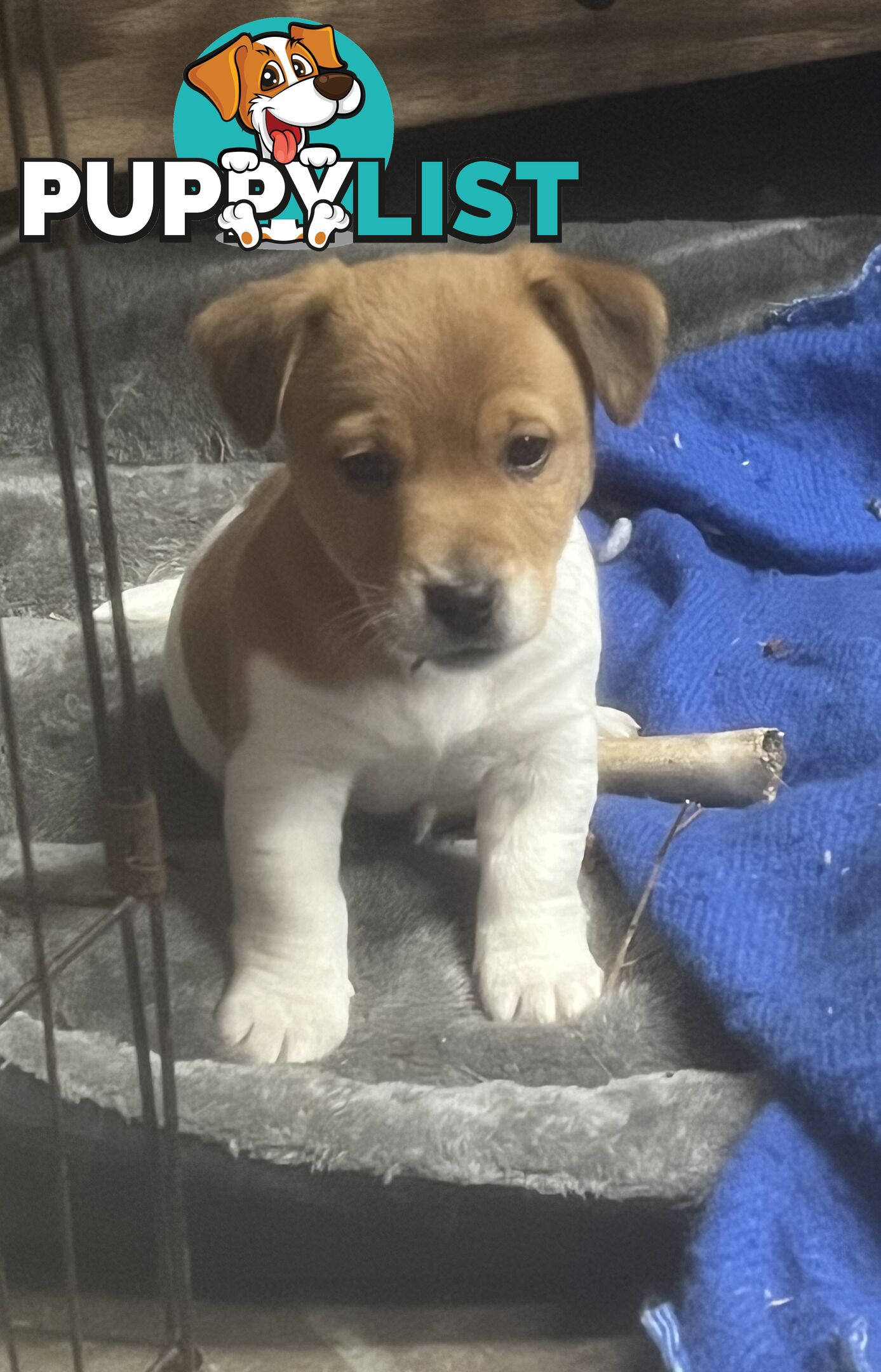 Jack Russell pups