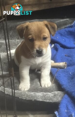 Jack Russell pups