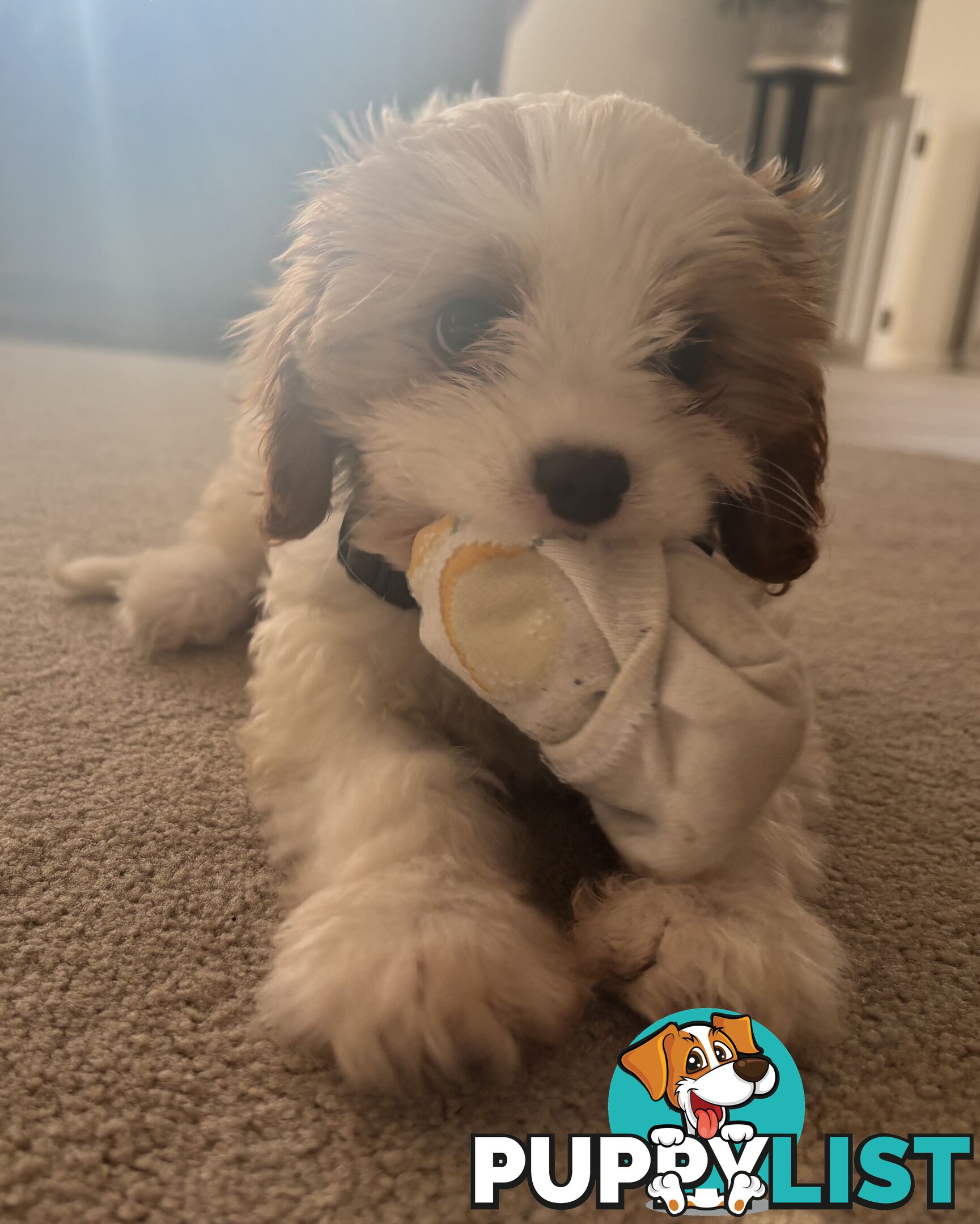 CAVOODLE PUP - Male