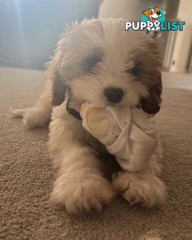 CAVOODLE PUP - Male