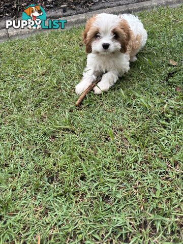 CAVOODLE PUP - Male