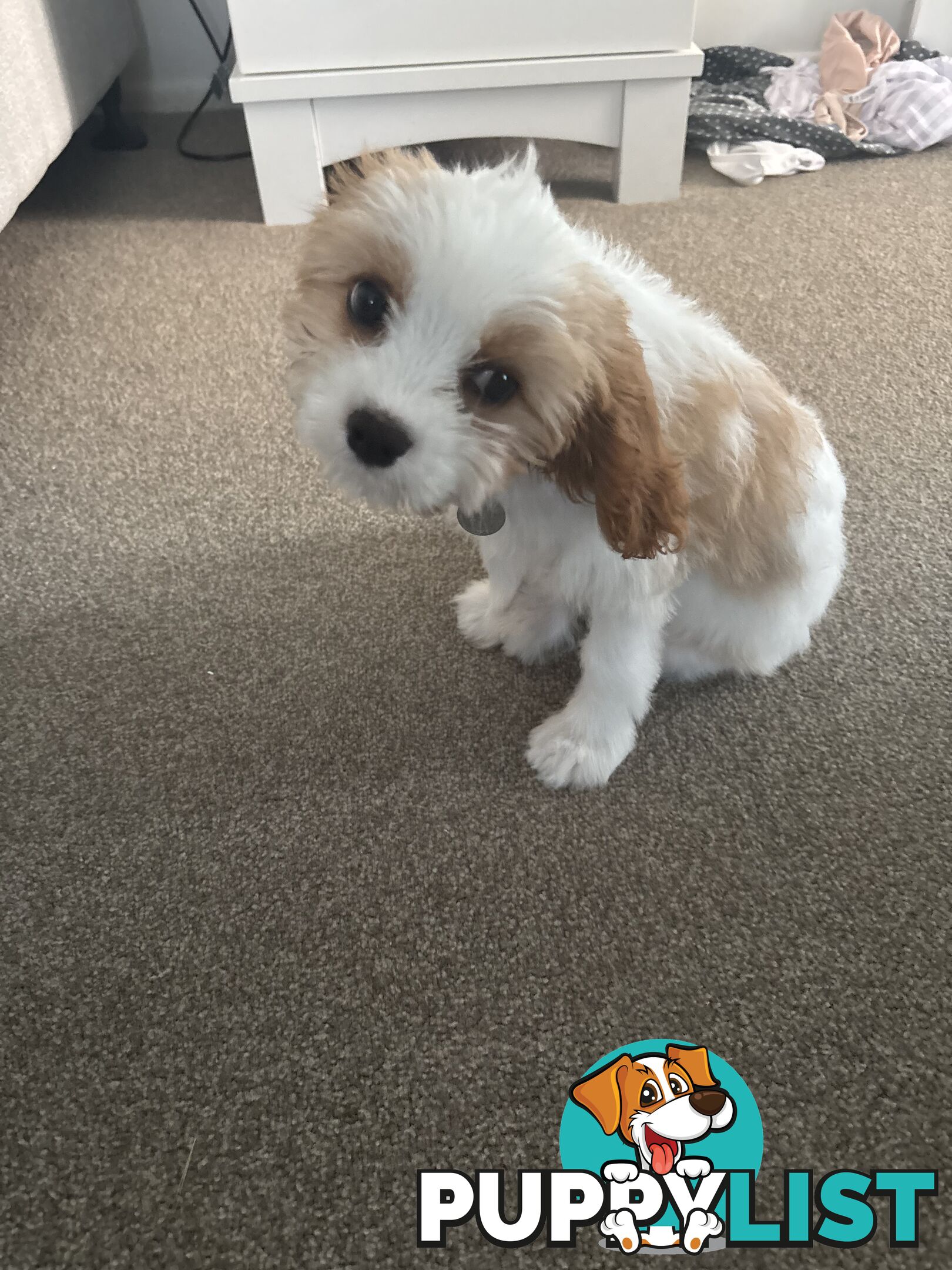 CAVOODLE PUP - Male