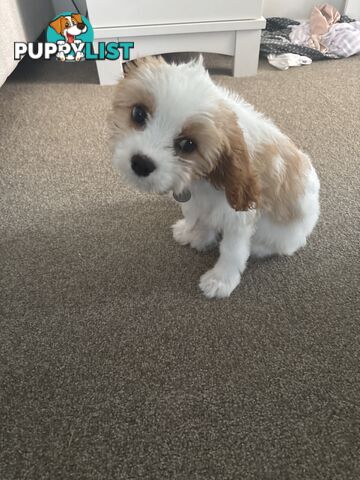 CAVOODLE PUP - Male