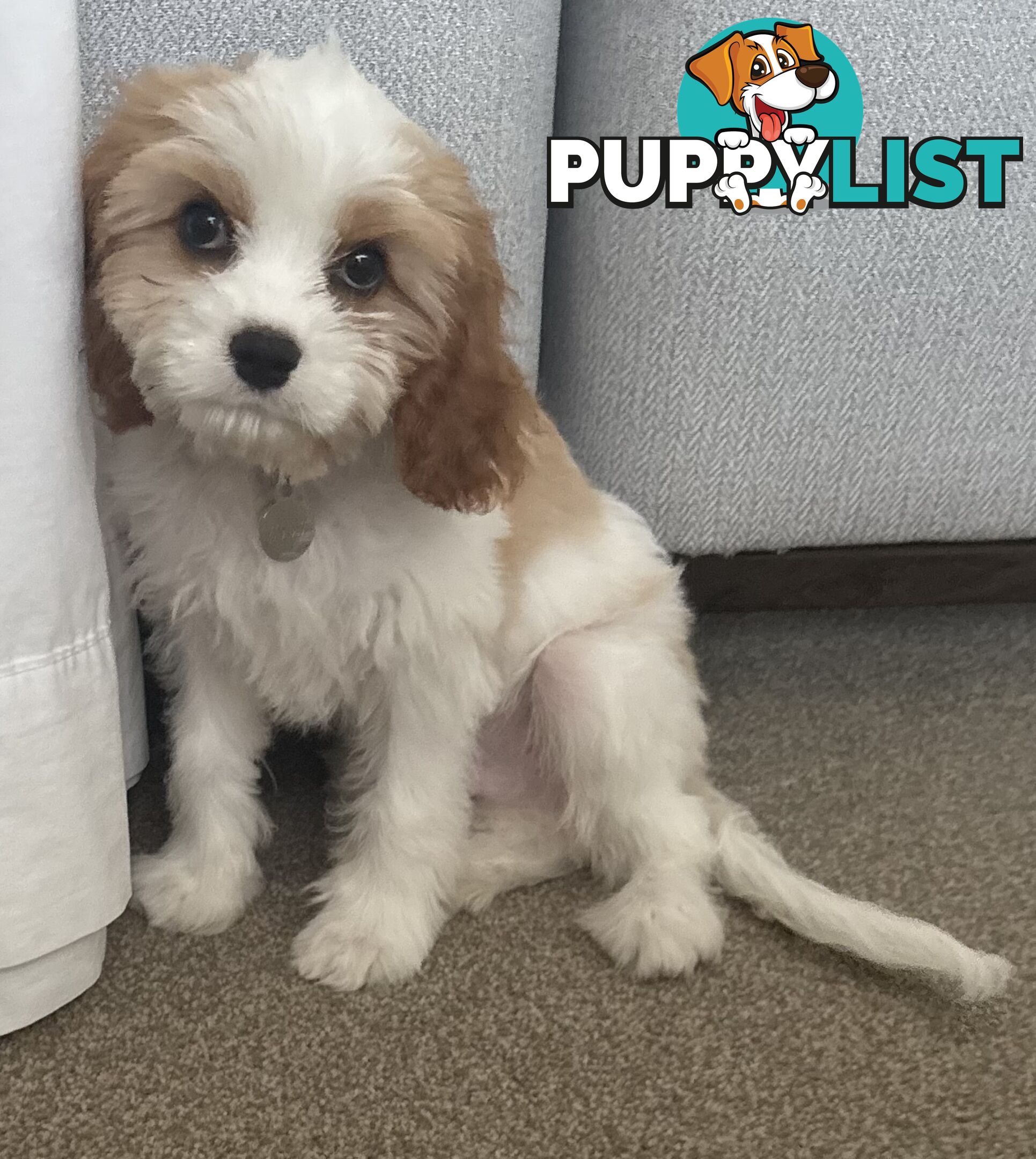 CAVOODLE PUP - Male