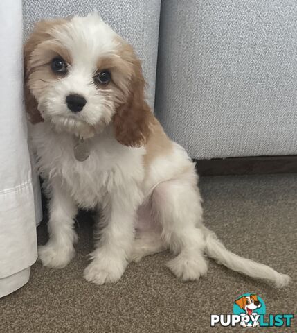 CAVOODLE PUP - Male