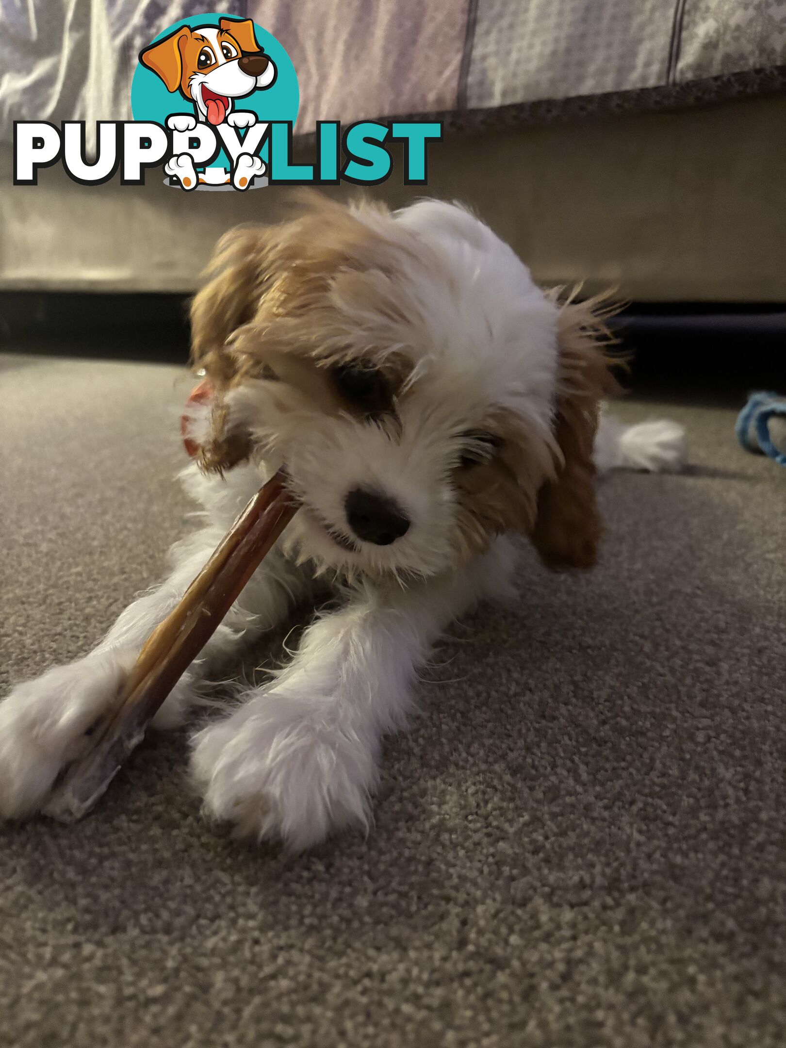 CAVOODLE PUP - Male