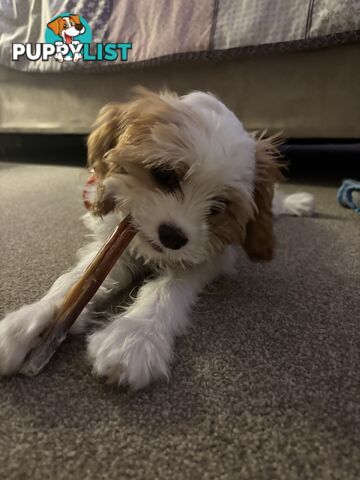 CAVOODLE PUP - Male