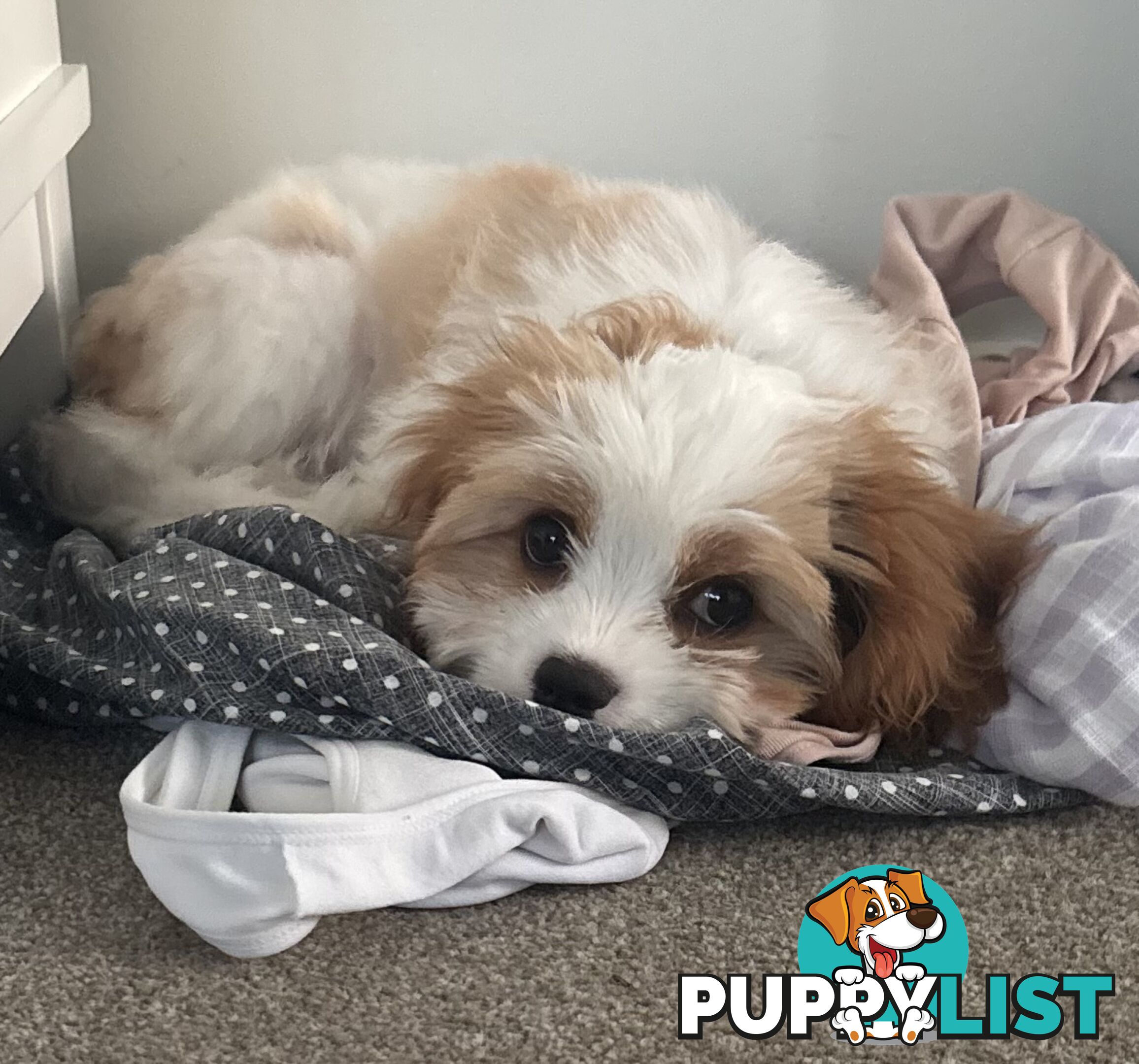 CAVOODLE PUP - Male