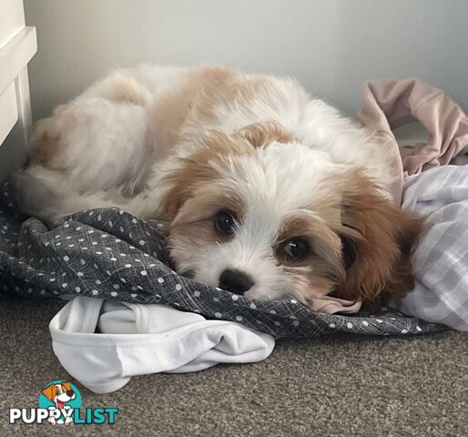 CAVOODLE PUP - Male