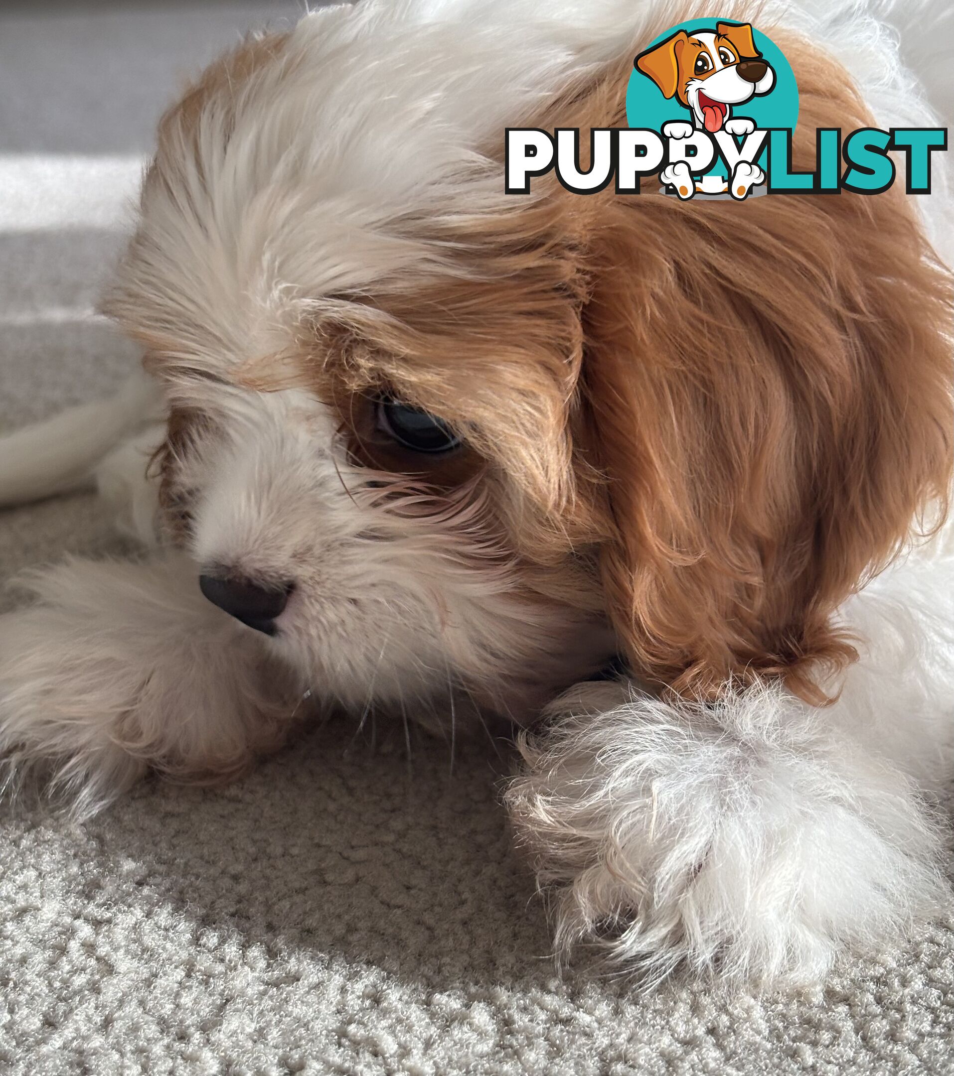 CAVOODLE PUP - Male