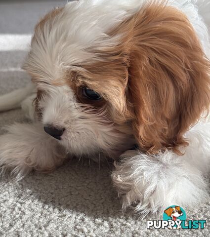 CAVOODLE PUP - Male