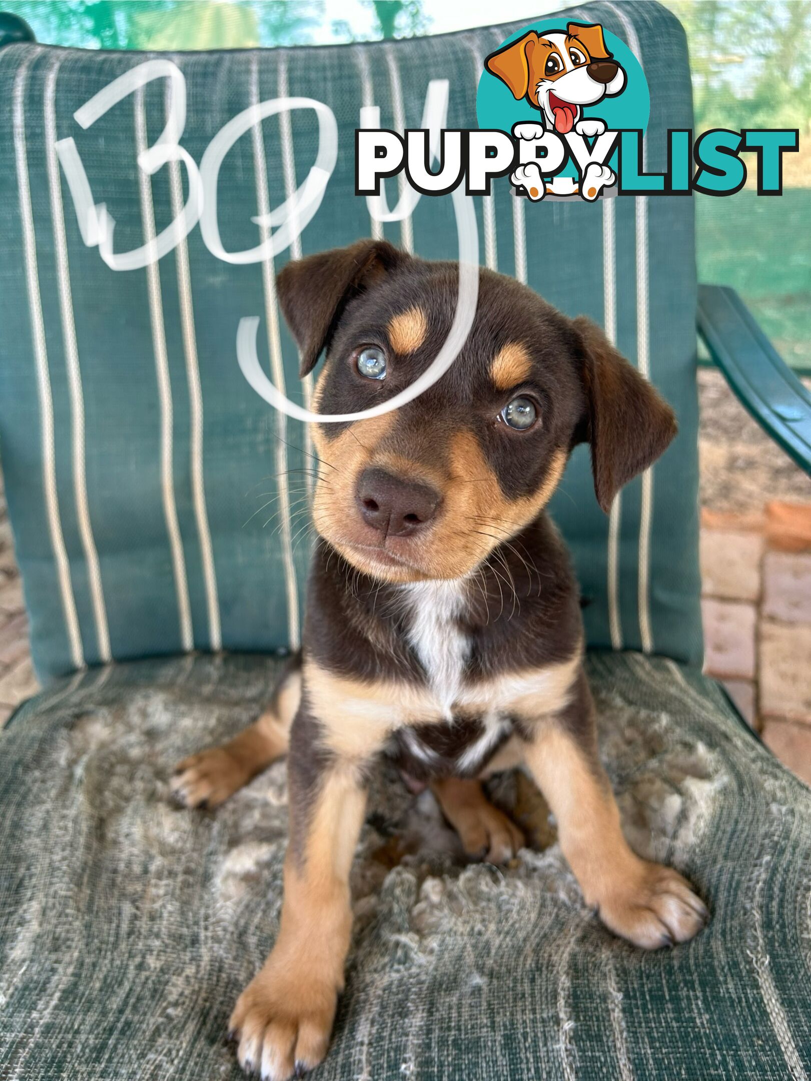 Purebred Kelpie Puppies