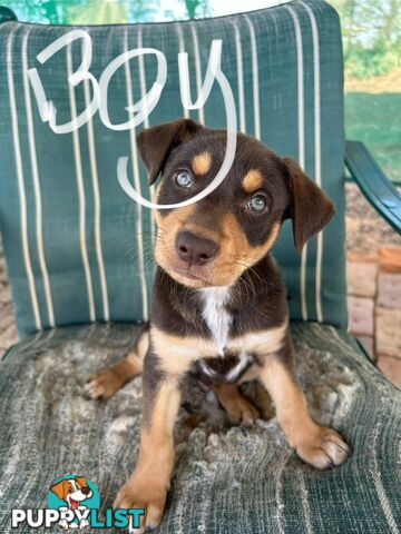 Purebred Kelpie Puppies