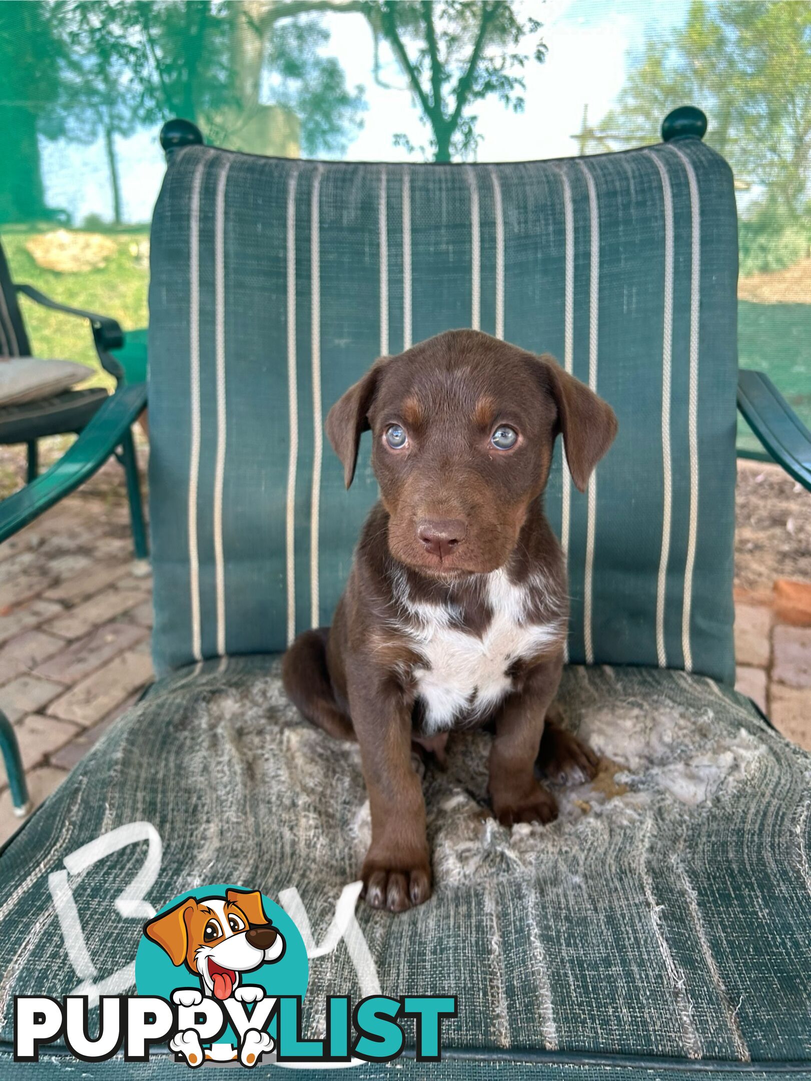 Purebred Kelpie Puppies