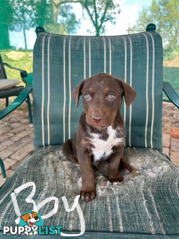 Purebred Kelpie Puppies