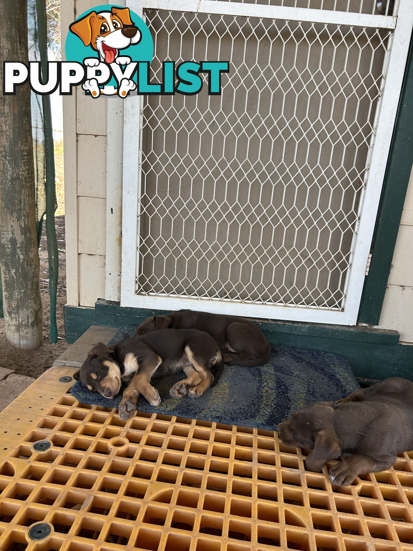 Purebred Kelpie Puppies