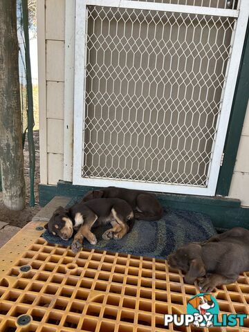 Purebred Kelpie Puppies