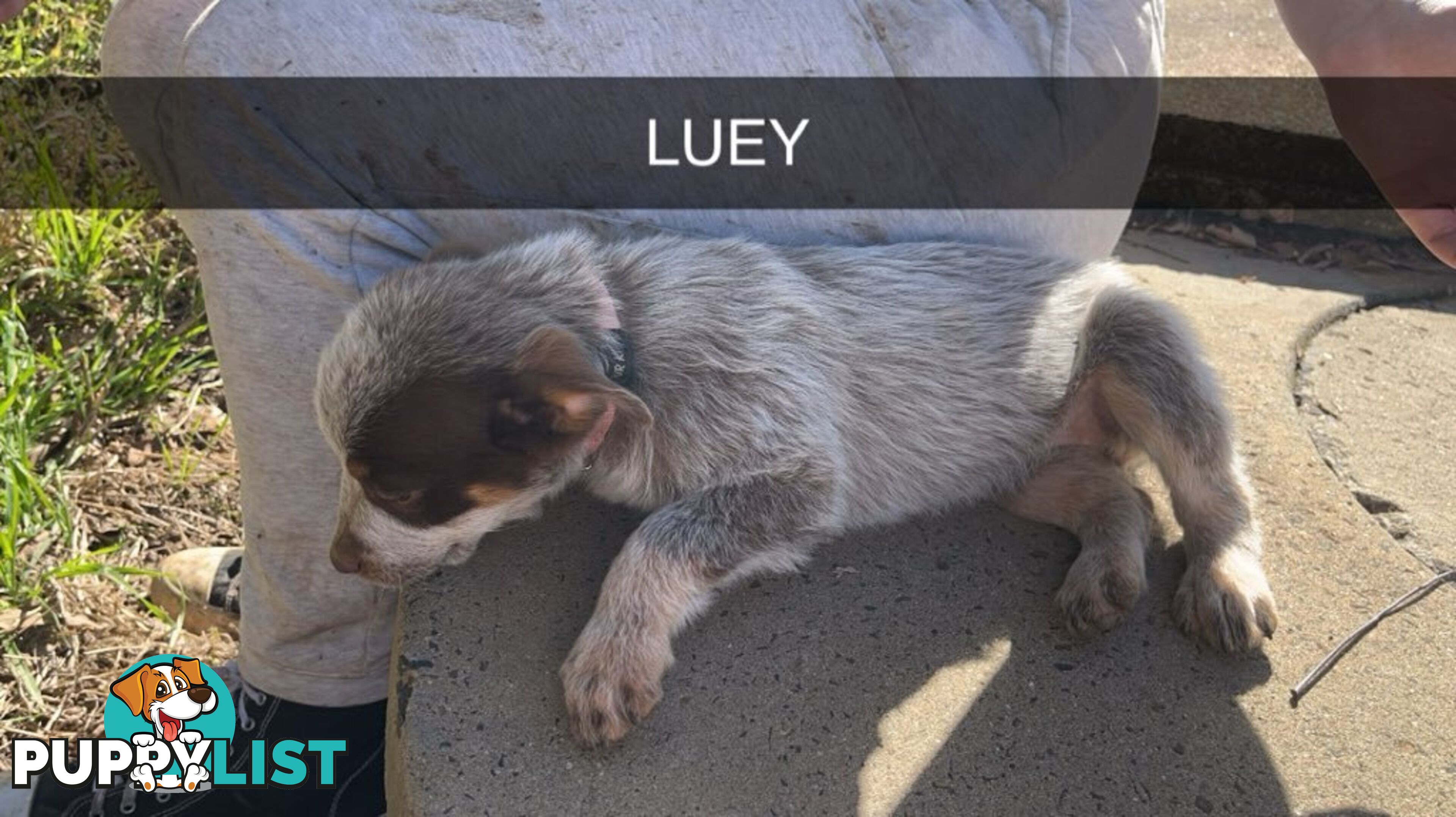 Cattle Dog pups