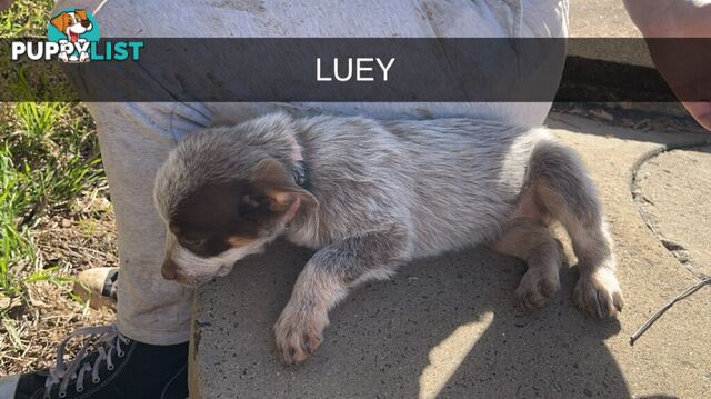 Cattle Dog pups