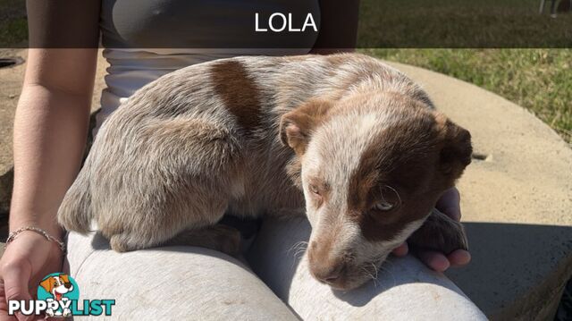 Cattle Dog pups