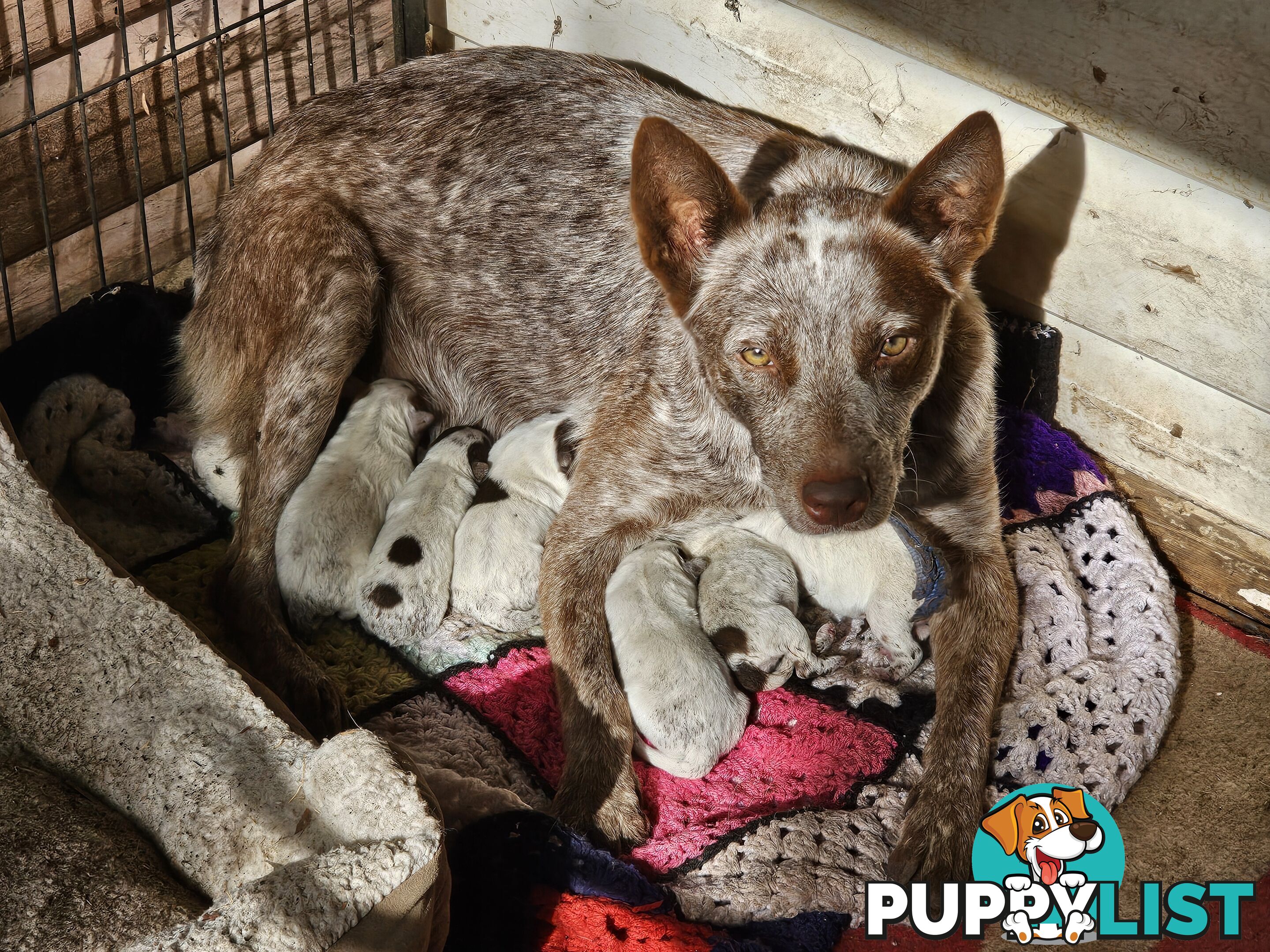 Cattle Dog pups